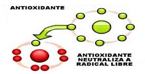 accion antioxidantea