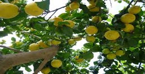 zumo de granada granavida limoneros